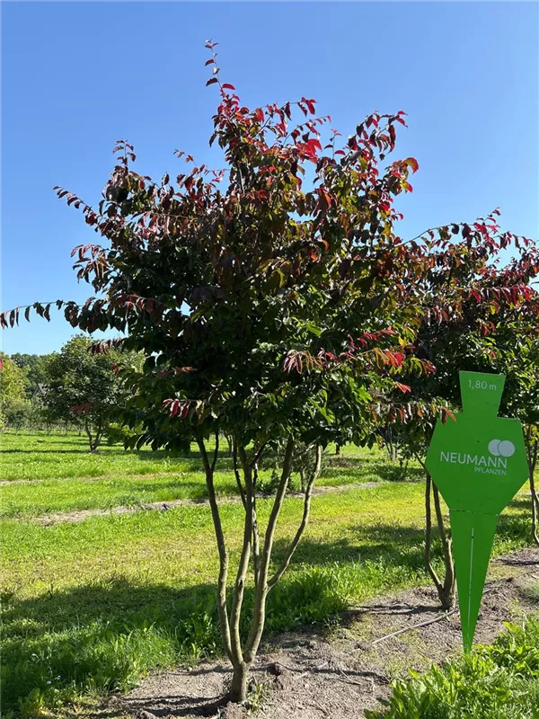 Parrotia persica 'Bella'