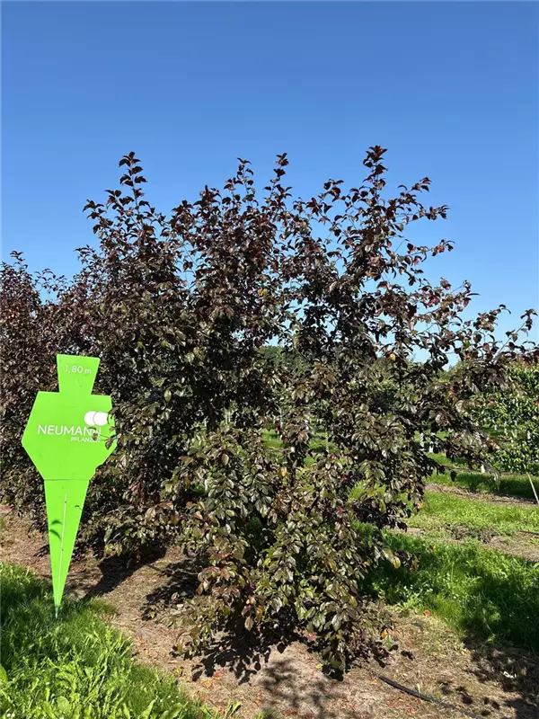 Malus 'Scarlet'