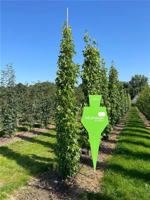 Liquidambar styracifl.'Slender Silhouette'
