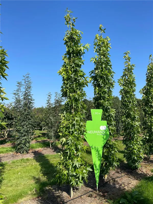 Liquidambar styracifl.'Slender Silhouette'