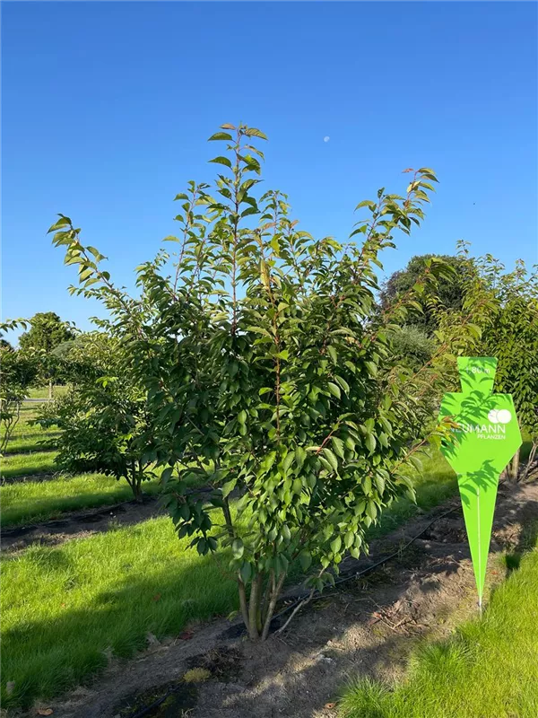 Prunus serrulata 'Kanzan'