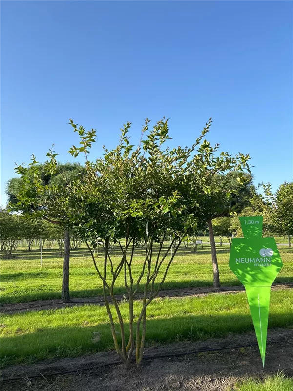 Lagerstroemia indica 'Natchez'