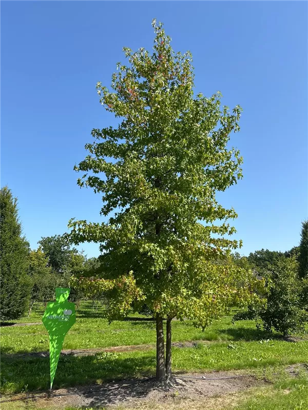 Liquidambar styraciflua