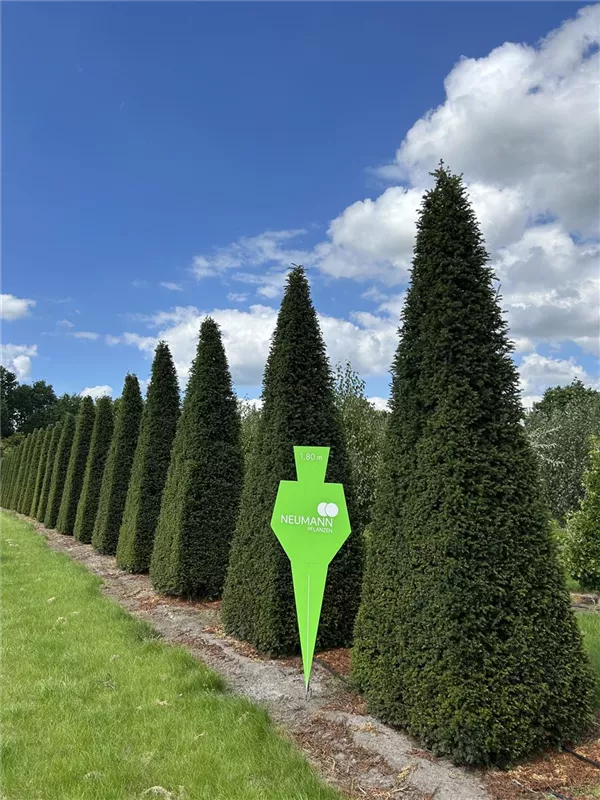 Taxus baccata 'Höpken's Gigant'
