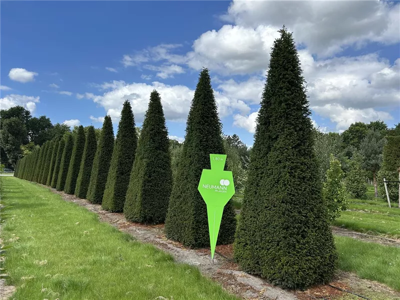 Taxus baccata 'Höpken's Gigant'