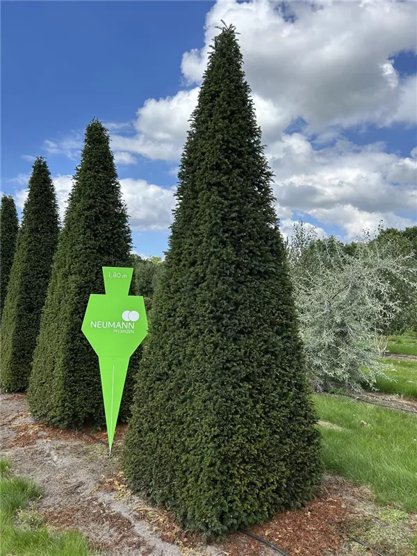 Taxus baccata 'Höpken's Gigant'
