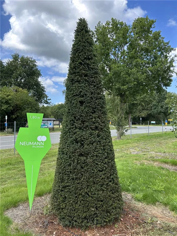 Taxus baccata 'Höpken's Gigant'