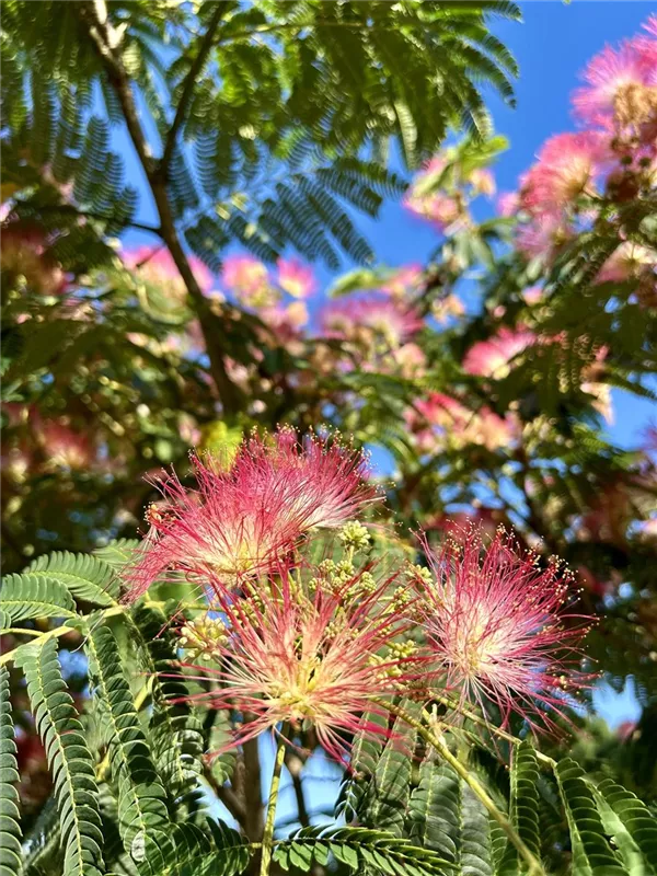 Albizia julibrissin
