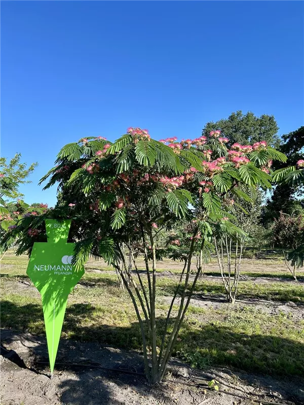 Albizia julibrissin