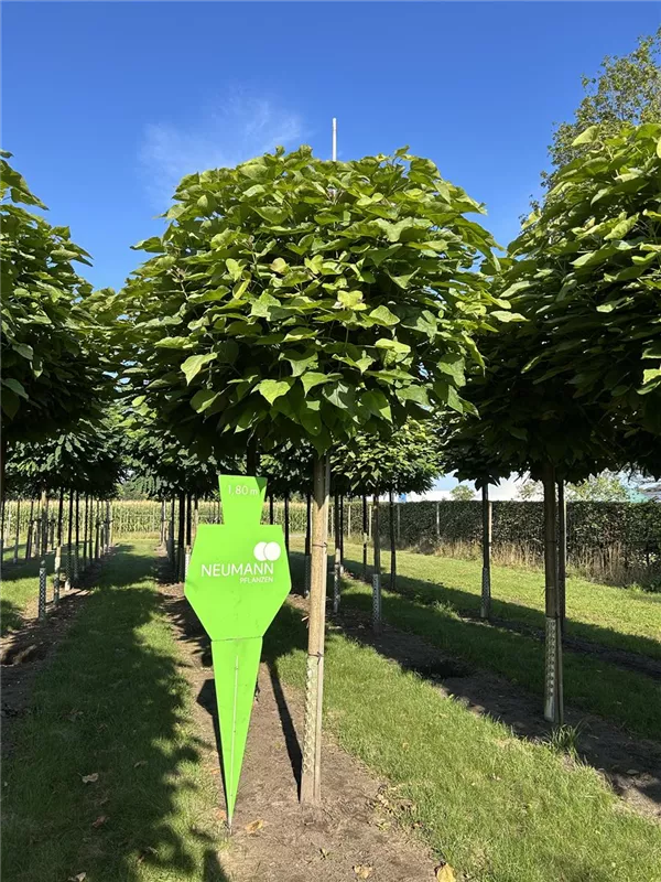 Catalpa bignonioides 'Nana'