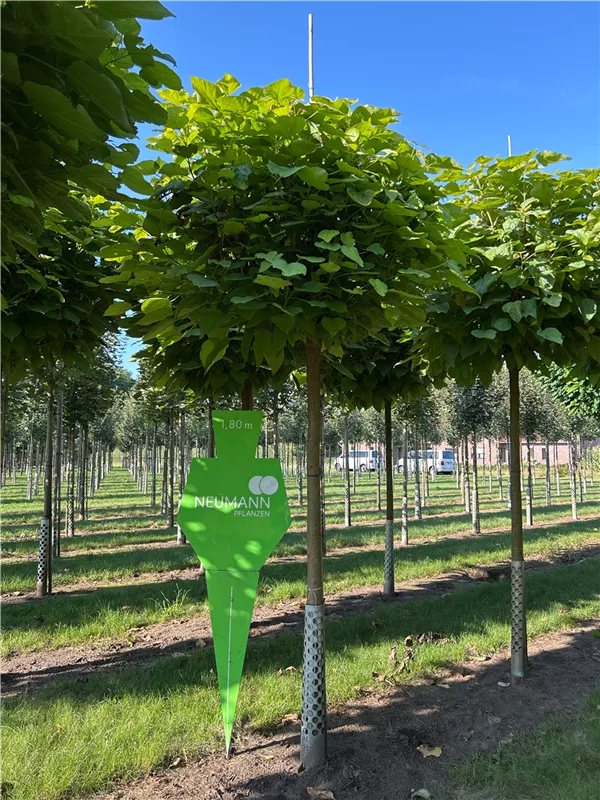 Catalpa bignonioides 'Nana'