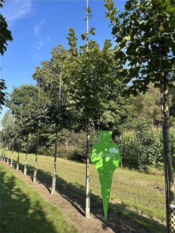 Acer platanoides 'Columnare'
