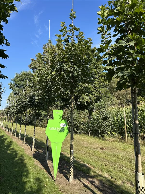 Acer platanoides 'Columnare'