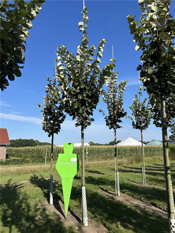 Tilia tomentosa 'Brabant'
