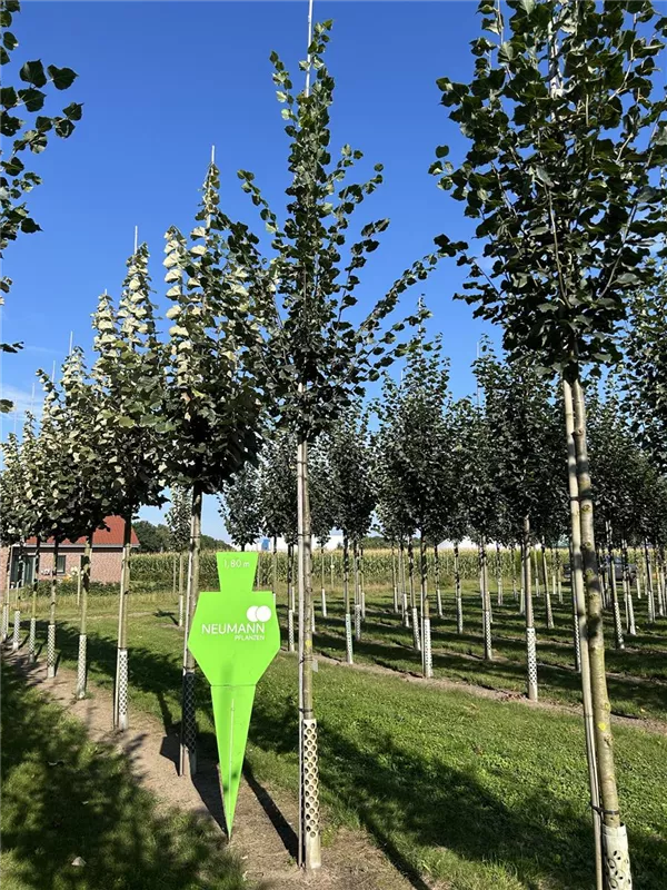Tilia cordata 'Rancho'