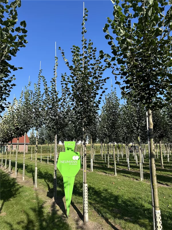 Tilia cordata 'Rancho'