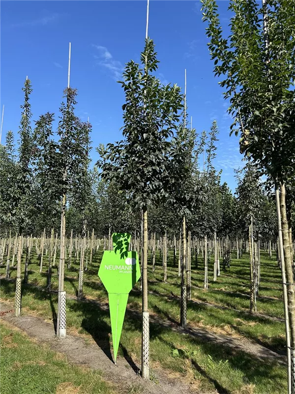 Fraxinus ornus