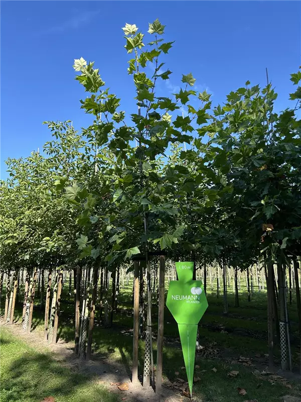 Platanus hispanica