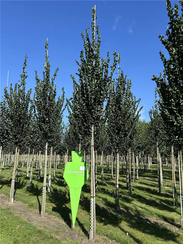 Ulmus 'Columella' -S-