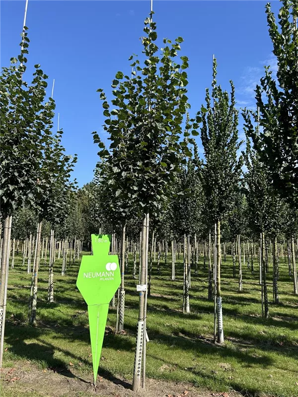 Tilia cordata 'Greenspire'