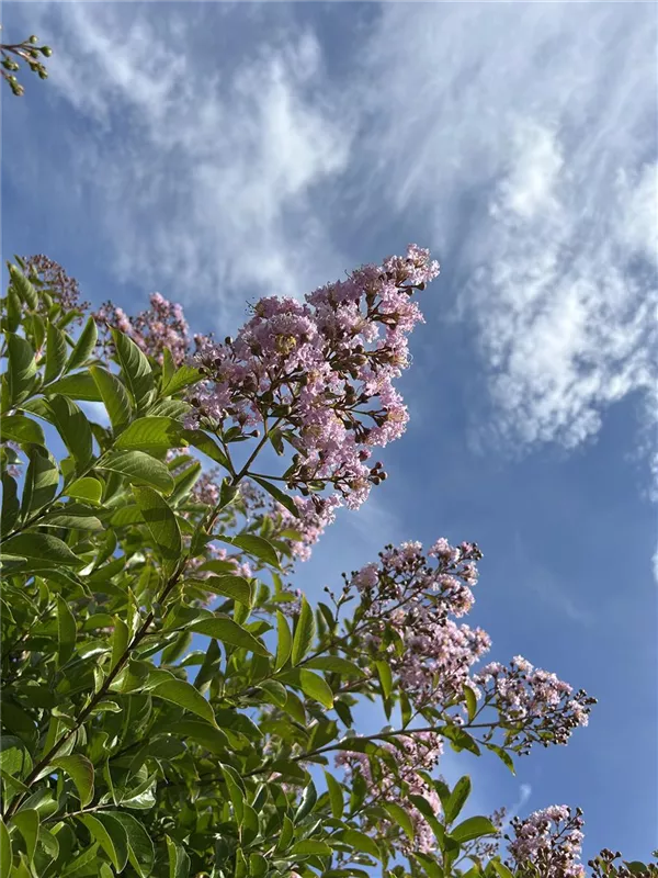 Lagerstroemia indica 'Muskogee'