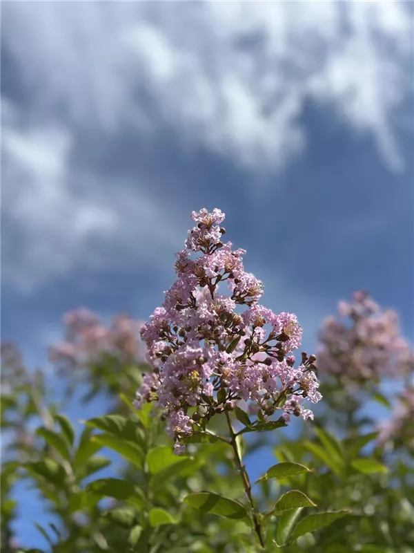Lagerstroemia indica 'Muskogee'