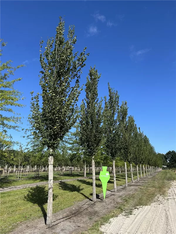 Ulmus 'Columella' -S-