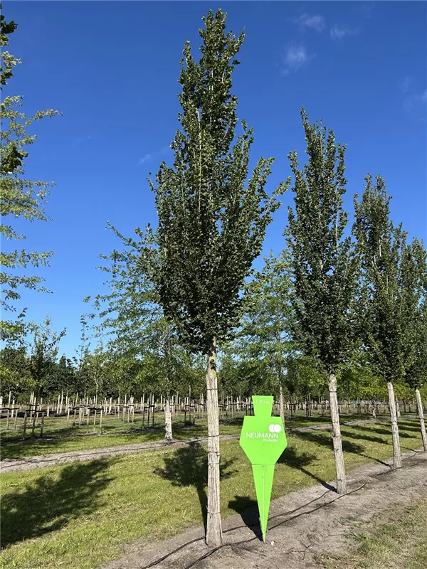 Ulmus 'Columella' -S-