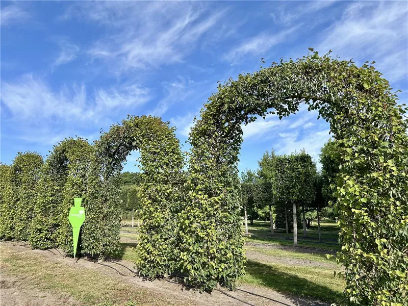 Tilia europaea 'Pallida'