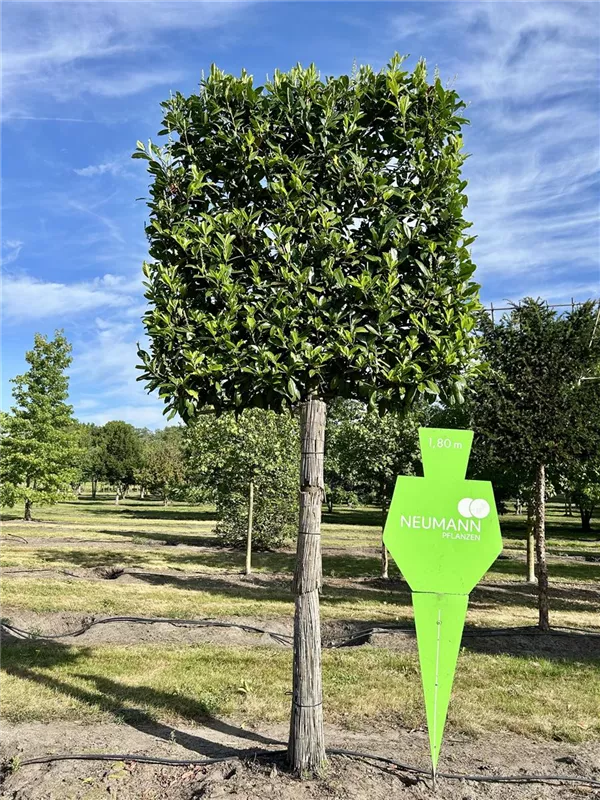 Prunus lauroc.'Novita'