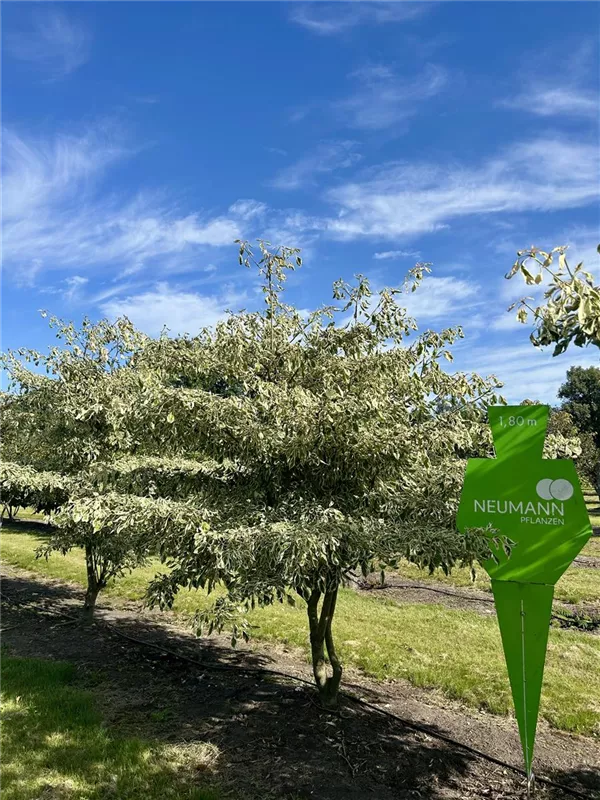 Cornus controversa 'Variegata'