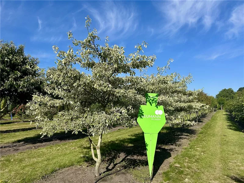 Cornus controversa 'Variegata'