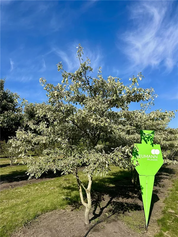 Cornus controversa 'Variegata'