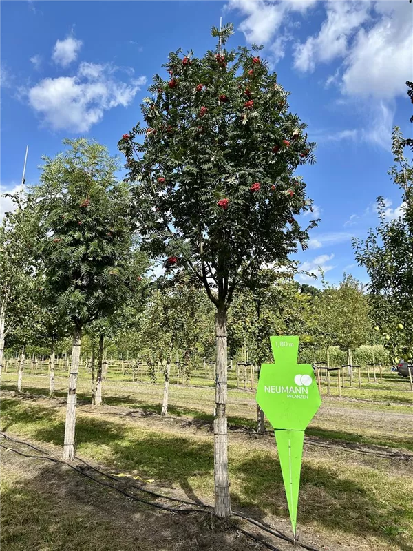 Sorbus aucuparia 'Sheerwater Seedling'
