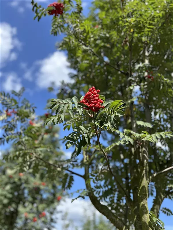 Sorbus aucuparia 'Sheerwater Seedling'