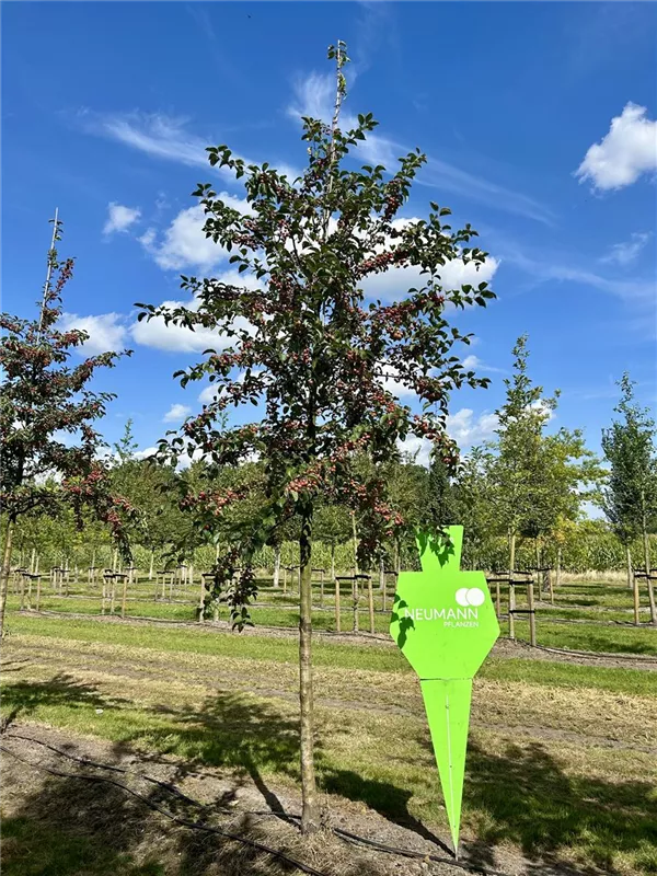 Malus 'Evereste' -R-