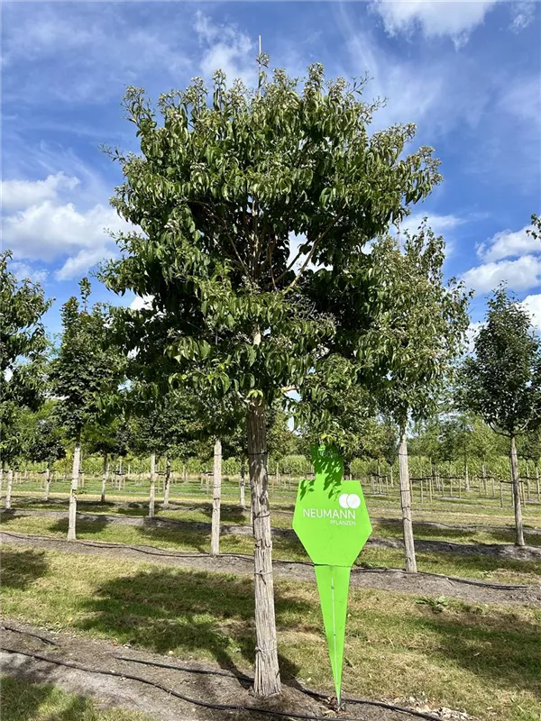 Heptacodium miconioides