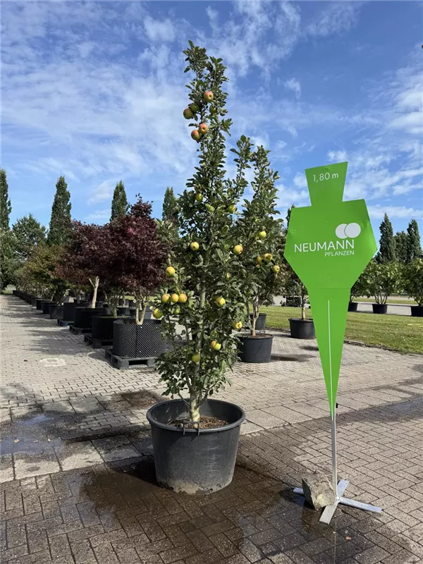 Malus 'Rondo' -S- CAC