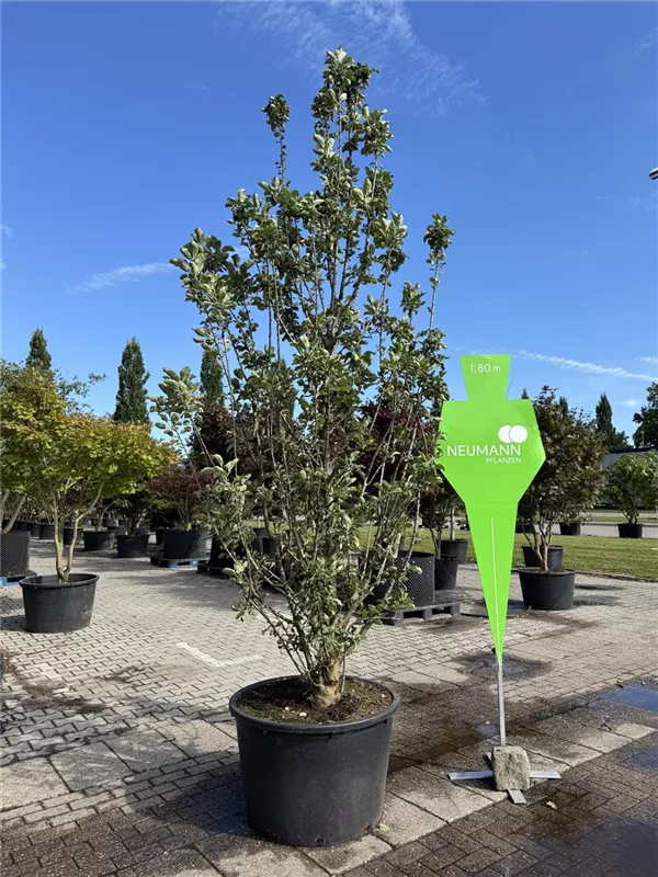 Malus Ballerina -R- 'Polka' -S- CAC