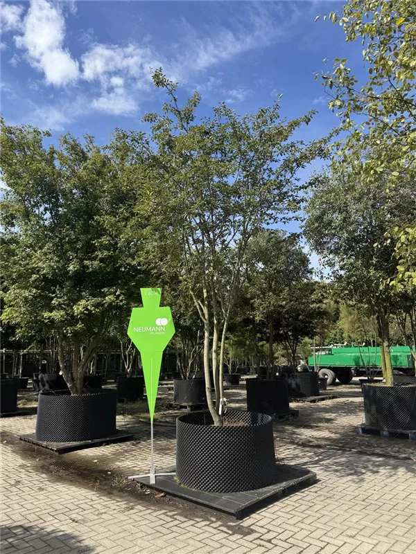 Amelanchier 'Ballerina'