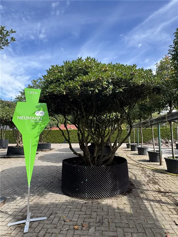 Rhododendron Hybr.'Catawb. Grandiflorum'