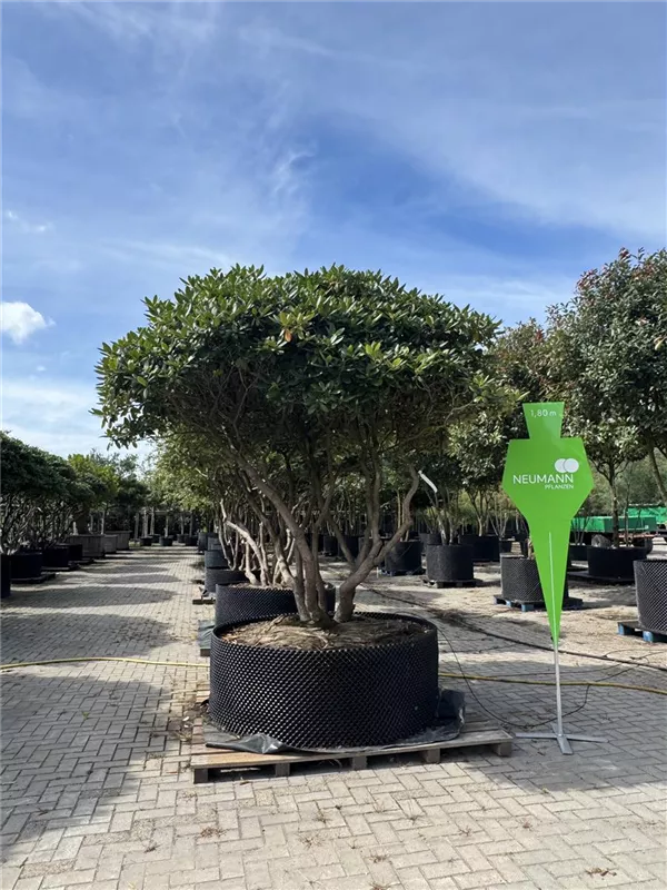 Rhododendron Hybr.'Catawb. Grandiflorum'