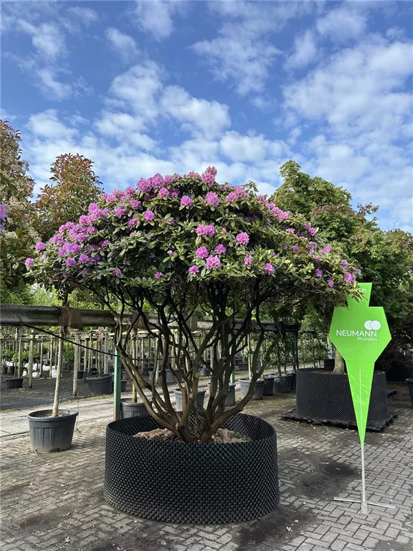 Rhododendron Hybr.'Catawb. Grandiflorum'
