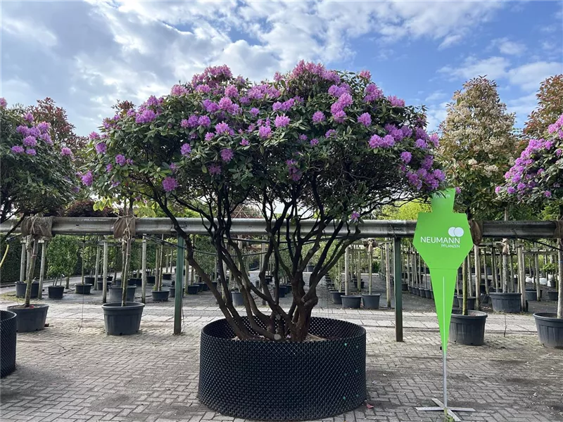 Rhododendron Hybr.'Catawb. Grandiflorum'