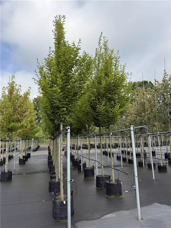 Carpinus betulus 'Fastigiata'