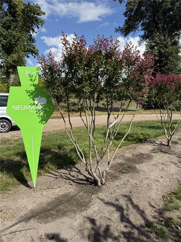 Lagerstroemia indica 'Violet d´Ete'