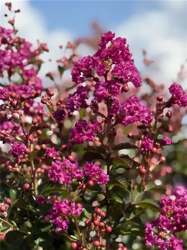 Lagerstroemia indica 'Violet d´Ete'