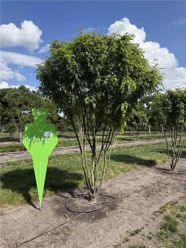 Gleditsia triacanthos 'Elegantissima'