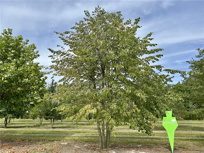 Tilia cordata