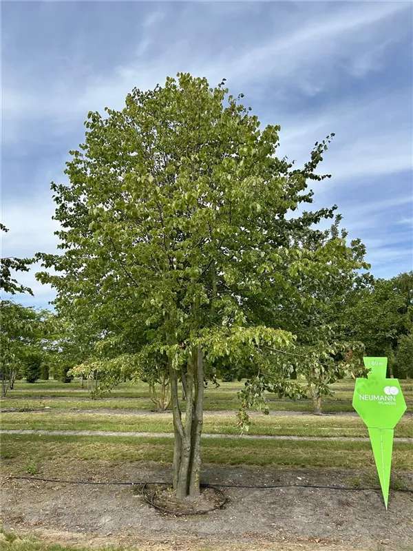 Tilia cordata